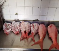 Pescadería Bahía de Guánica