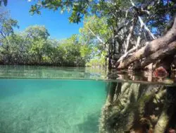 Guilligan’s Island – Cayo Aurora Guilligan’s Island – Cayo Aurora