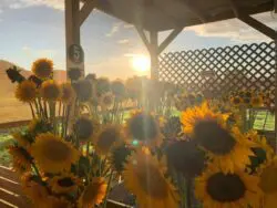 Finca de Girasoles Finca de Girasoles