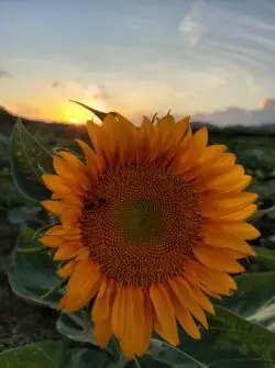 Finca de Girasoles Finca de Girasoles