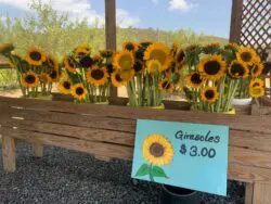 Finca de Girasoles Finca de Girasoles