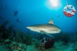 Island Scuba Island Scuba