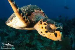 Island Scuba Island Scuba