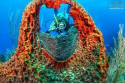 Island Scuba Island Scuba