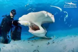 Island Scuba Island Scuba