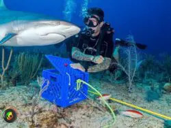 Island Scuba Island Scuba