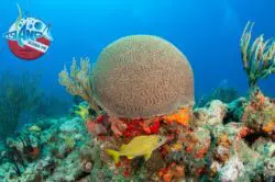 Island Scuba Island Scuba