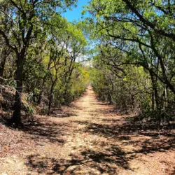 El Bosque Seco