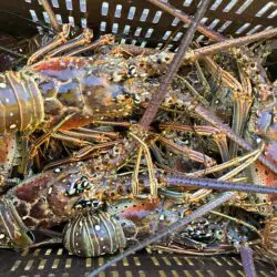 Pescadería de Playa Santa Pescadería de Playa Santa