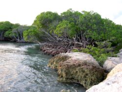 Playa Manglillo with Trail (Mangroves Beach)