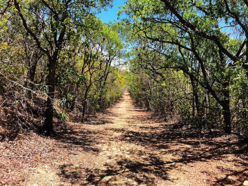 Bosques