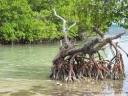 Playa Manglillo with Trail (Mangroves Beach)