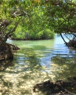 Playa Manglillo with Trail (Mangroves Beach)