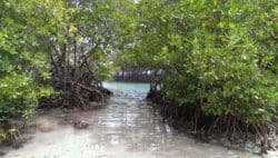 Playa Manglillo with Trail (Mangroves Beach)