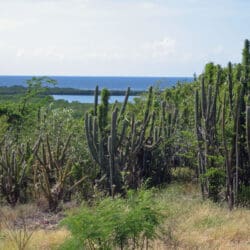 El Bosque Seco