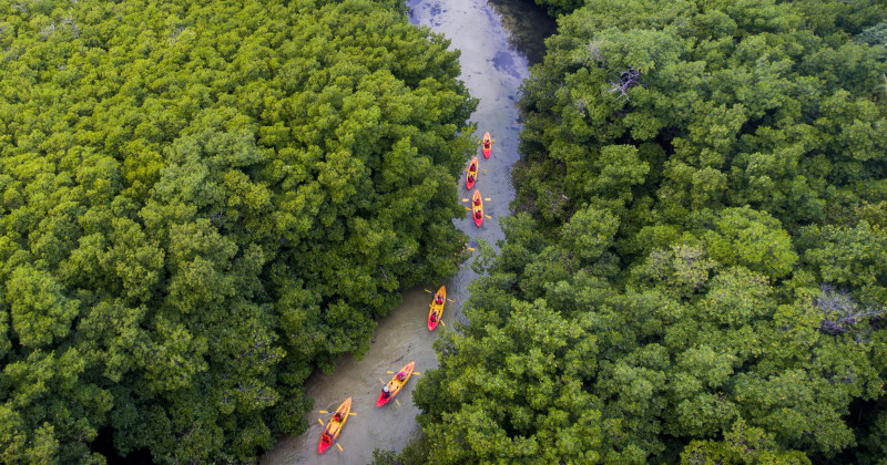 5. Eco Tours