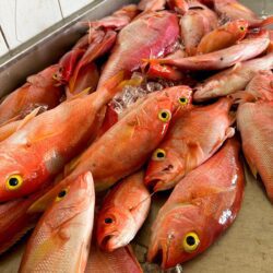 Pescadería de Playa Santa