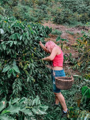 coffee tour things to do in puerto rico hacienda iluminada 787 coffee_-4.jpg